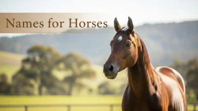 Names for Horses