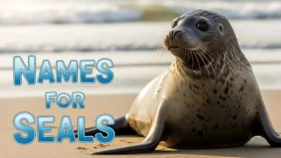 Names for Seals