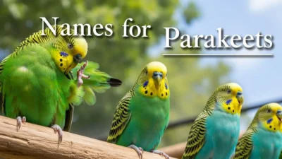 Names for Parakeets