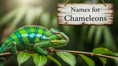 Names for Chameleons