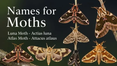 Names for Moths