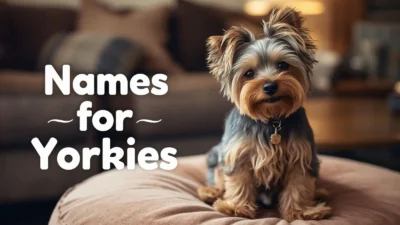 Names for Yorkies